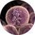 Cell division (mitosis)