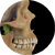 Facial Muscle Attachments