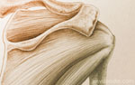 Shoulder girdle