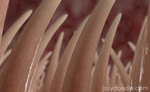 Cilia